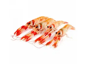 Scampi Irlanda 20/30 Bordo