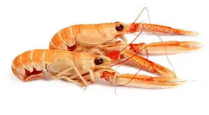 Scampi Irlanda 16/20 Bordo