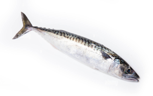 Sgombro Atlantico