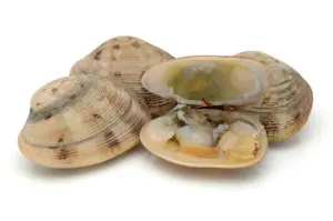 Vongole Veraci Grosse