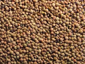 Lenticchie 5 Kg