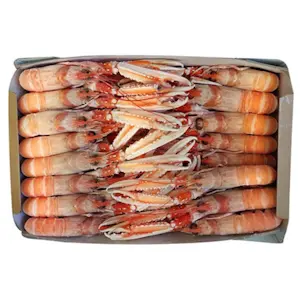 Scampi Irlanda 10/15 bordo