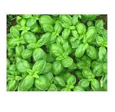 Basilico extra sfuso (500 Gr a collo)