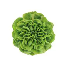 Insalata Salanova