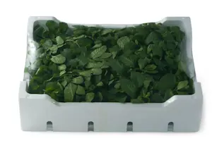 Menta Mazzi extra 500 Gr