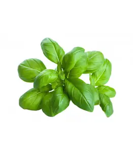 Basilico extra sfuso - 1 pezzo x 1 kg (1 kg)