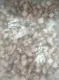 Tentacolo Totano gigante cotto e tagliato 10 Kg (2 sacchetti da 5 Kg) - 2